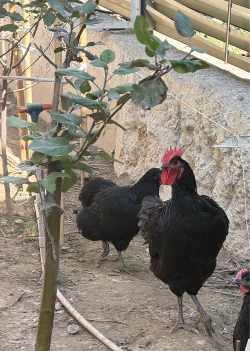 Продам курей Джерскийский Гигант