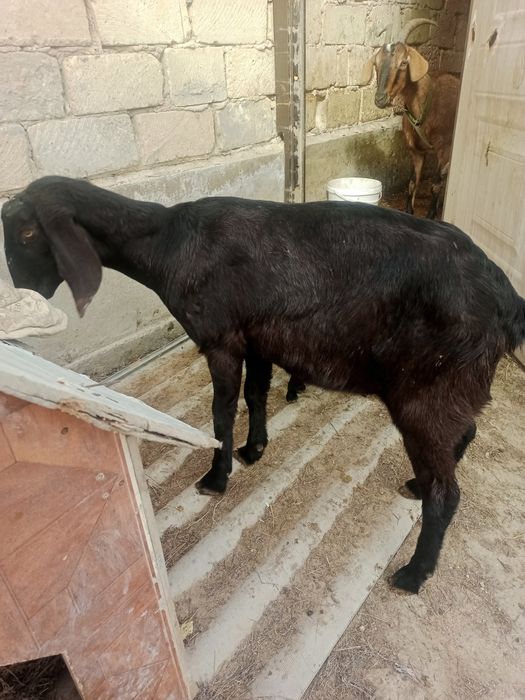 Ешкі сатылады сауынды