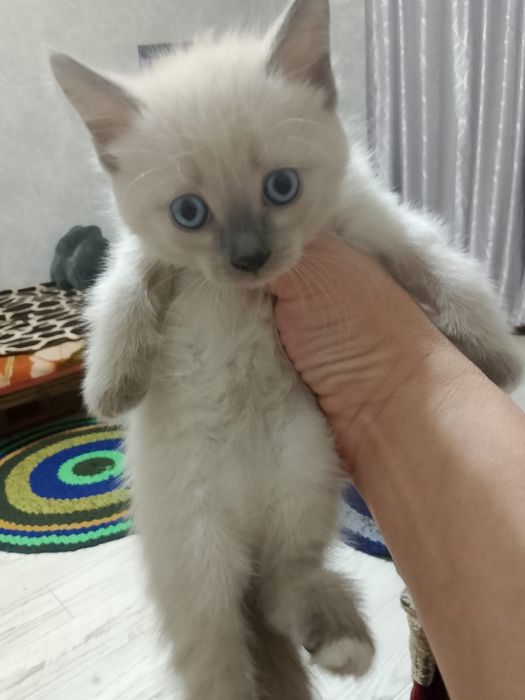 Отдам котят в добрые руки