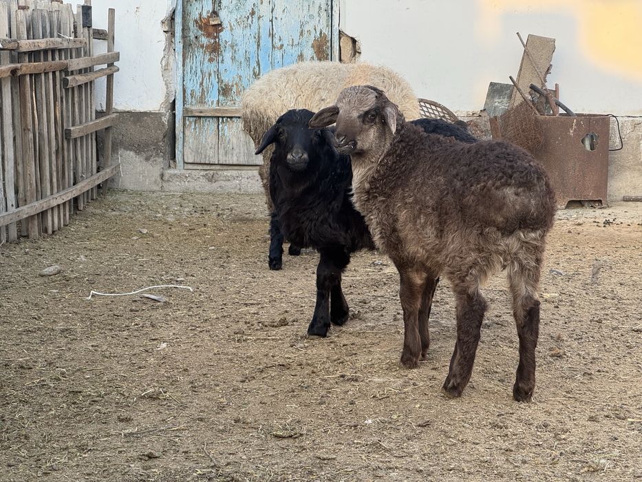 Козылы койлар сатылады.