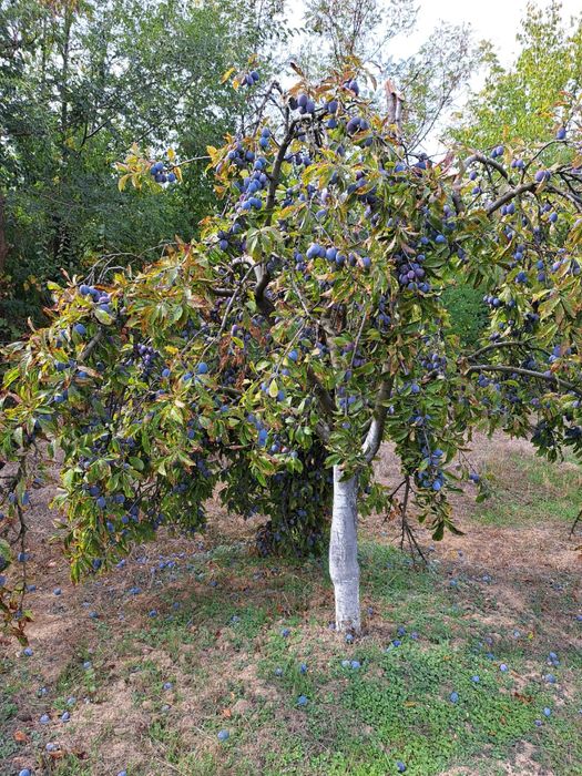 Prune anaspath pentru tuica