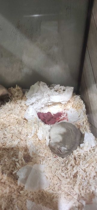 Мини хамстери..