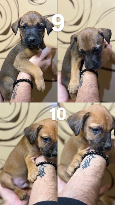 Питбуль чистокровный