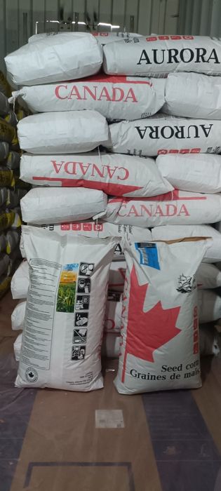 Семена кукурузы Канада.