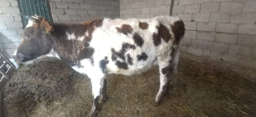 Сиыр буаз бірінші тума