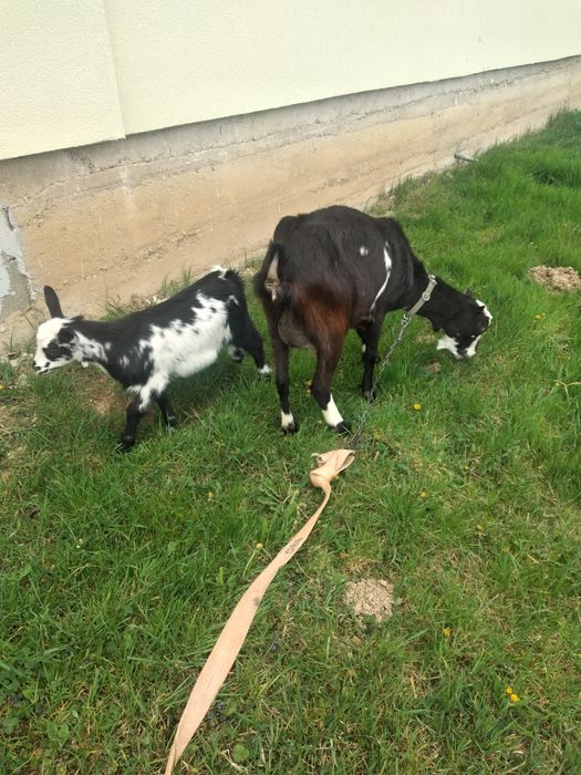 Două capre cu două ieduțe