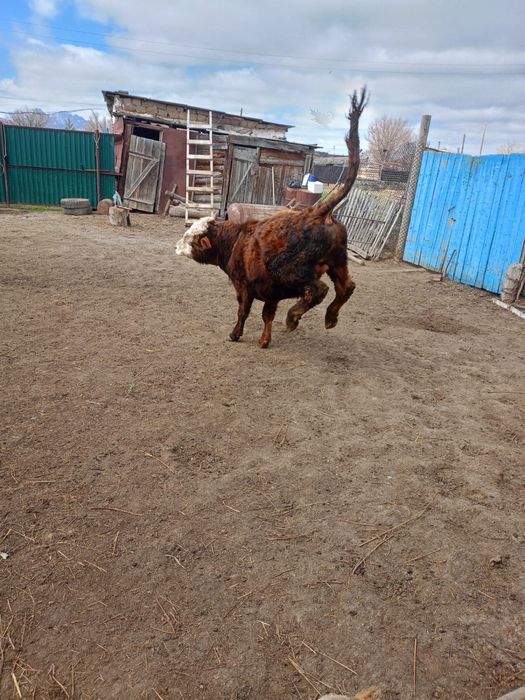 Бык 1,5года бұқа 1,5 жасар