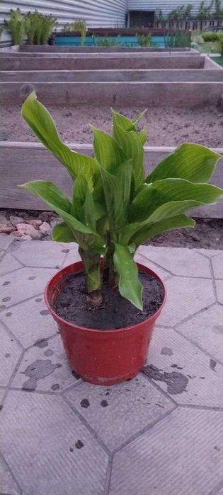 Продам цветы хосты