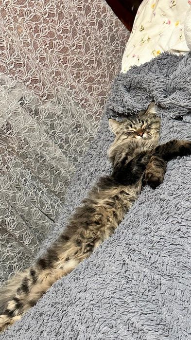 Вязка ищем кошку для кота