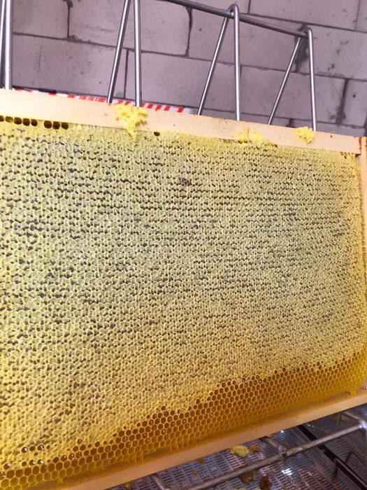 Vând 20 famili de albine