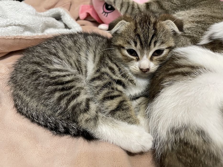 Отдаем котят в добрые руки