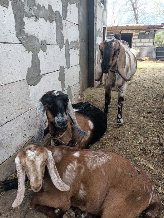 Ied anglonubian de vanzare