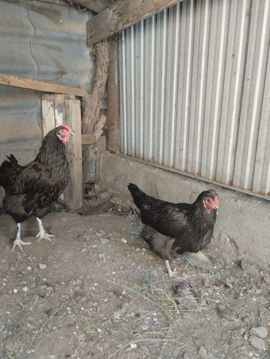 Домашнеи куреи нннннн