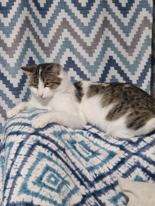 Кот в добрые руки