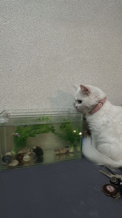 Отдам кошку в добрые руки