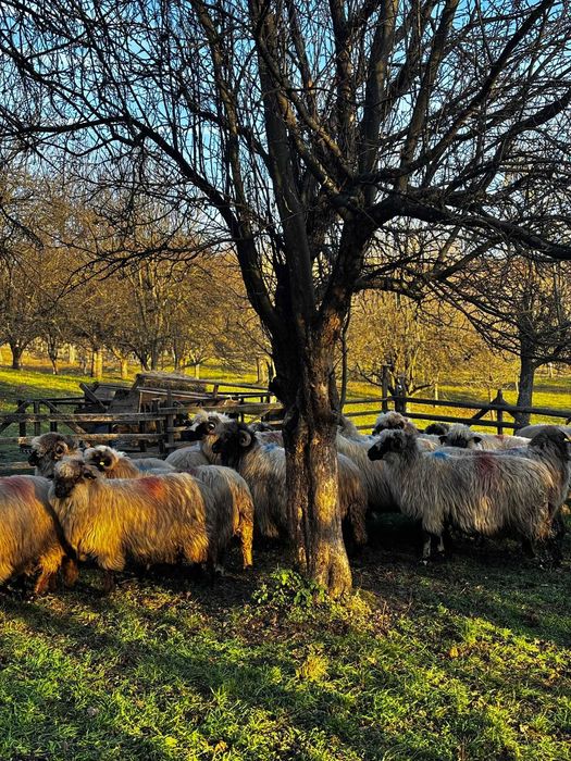 Vind oi bucalai tinere gestante