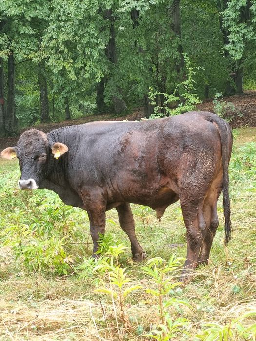 Vând taur angus de 1 an