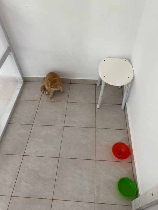 Cazare / Pensiune Pisici