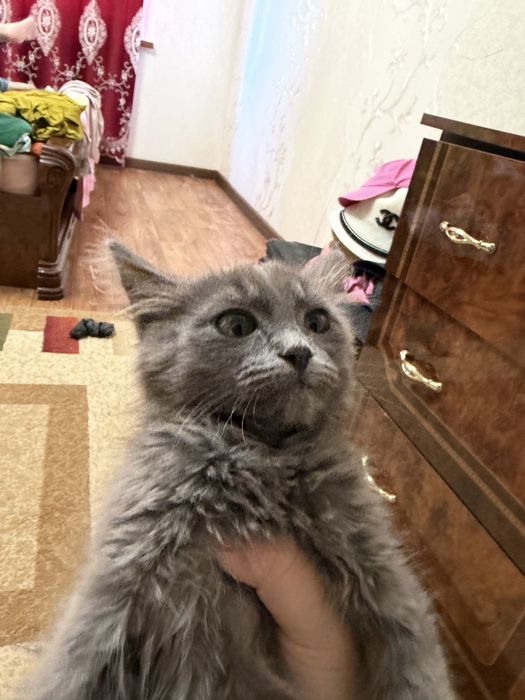 милые котикиииии