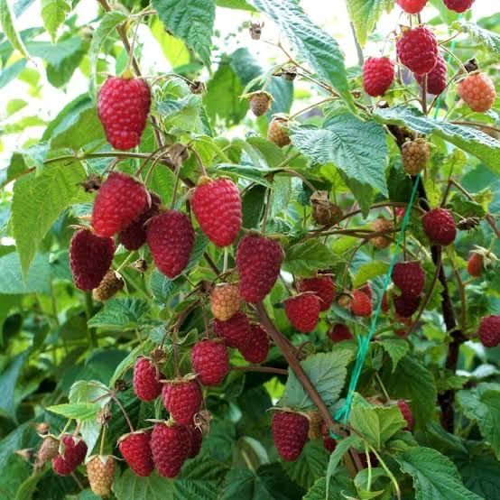 Саженцы Малины Карамелька