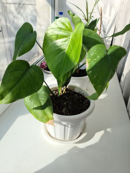 Продам Комнатные цветы