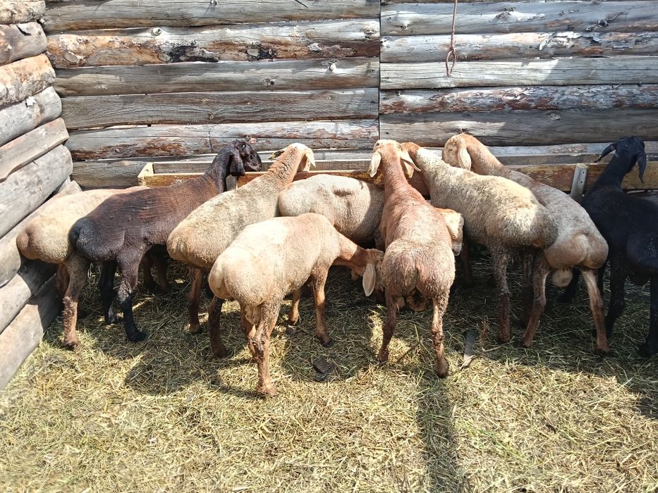 Продам кошкарчиков