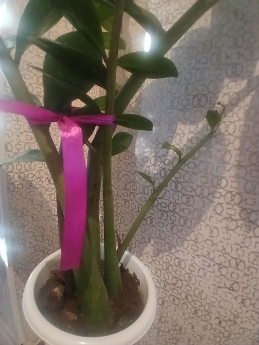 Долларовое дерево