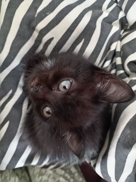 Бесплатно котята