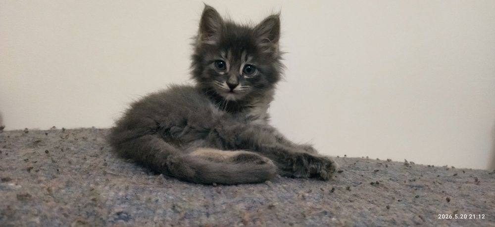 Отдам котёнка в добрые руки