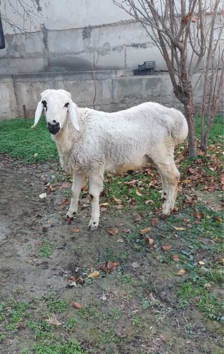 Ок кучкор сотилади