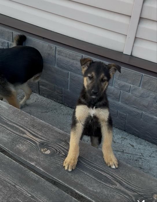 Собака ( щенок девочка )