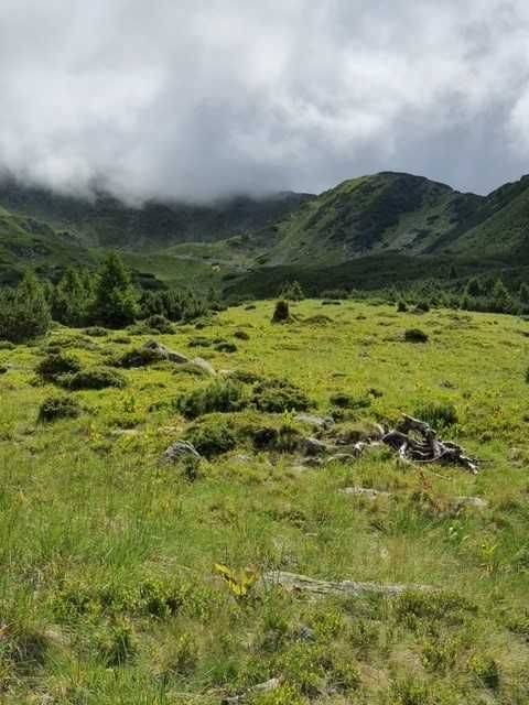 101 HA de Pasune alpina de vanzare cu izvoare de apa minerala in jud. Arges - Vedere 4