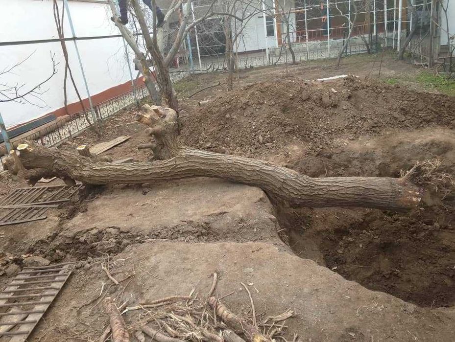 тут дарахти СОТИЛАДИ, мебельга ёки утинга,узунлиги 4 метр,диаметри36см