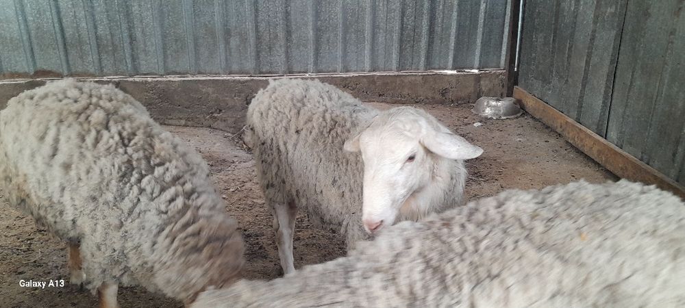 Продам хороших баранов