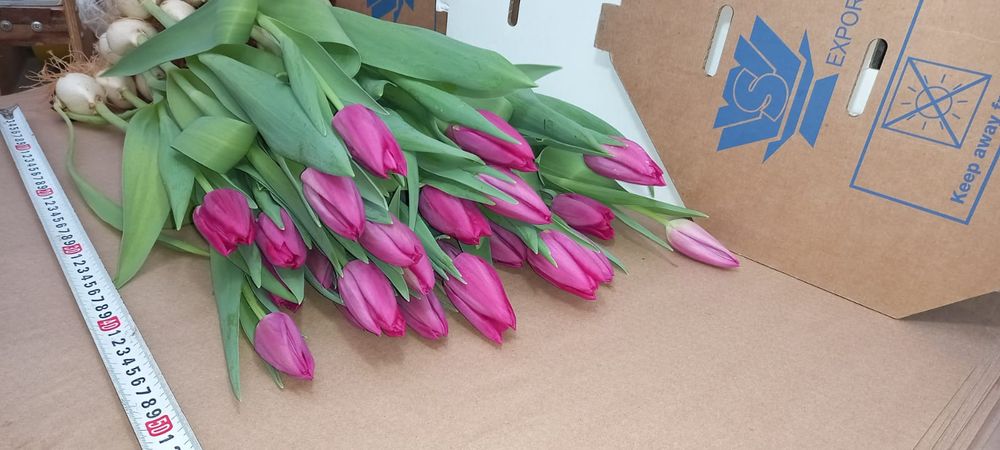 Тюльпаны к 8 марта