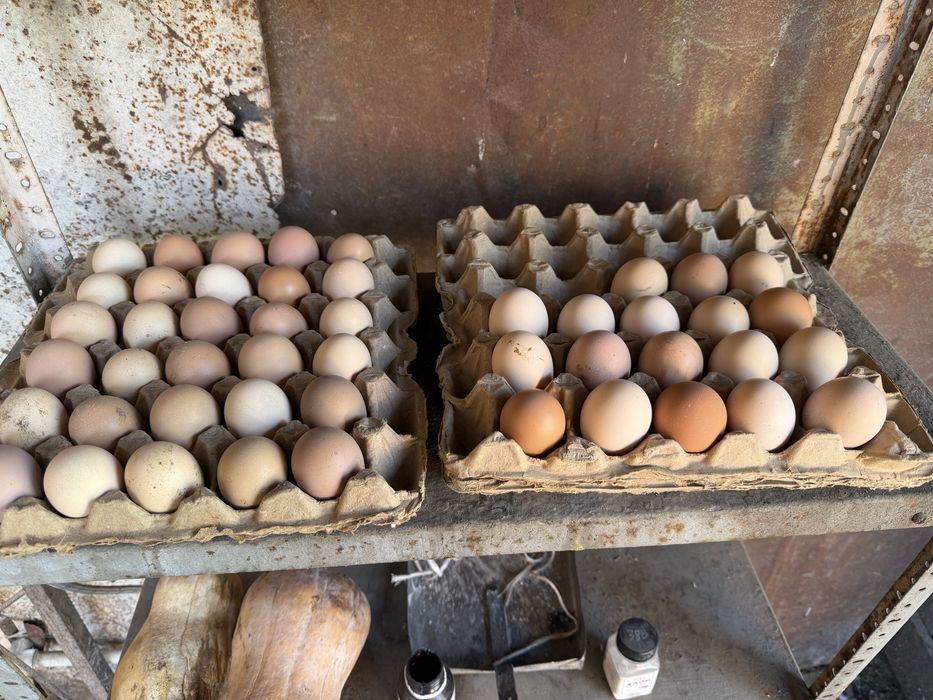 Яйцо на инкубатор домашние