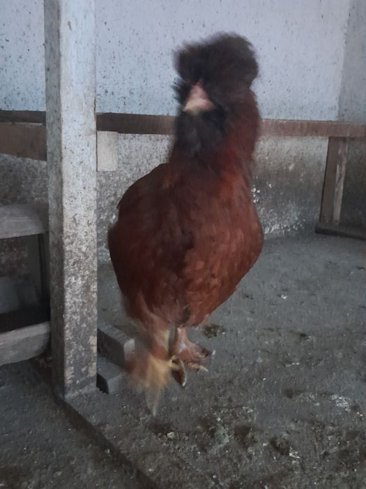 Puicuțe motate    .