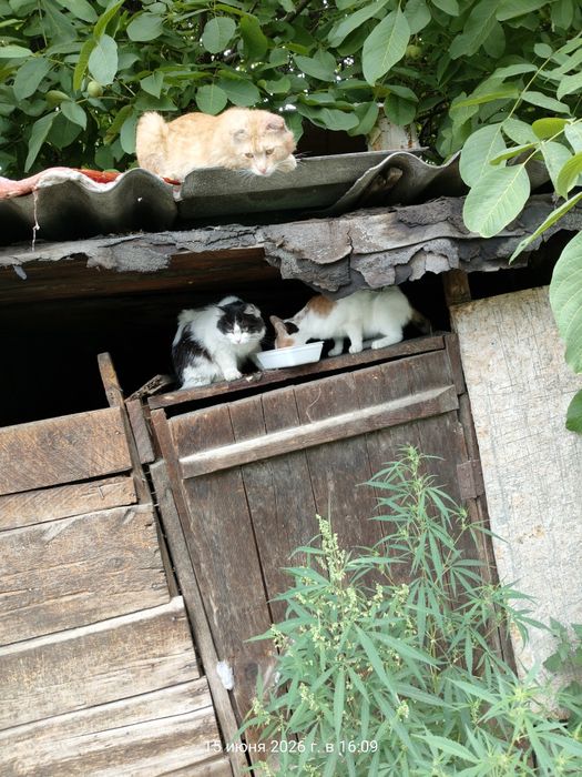 Пристроить кошек, котят уличные