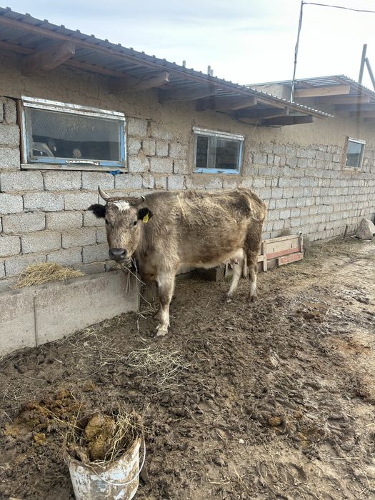 Корова с теленком