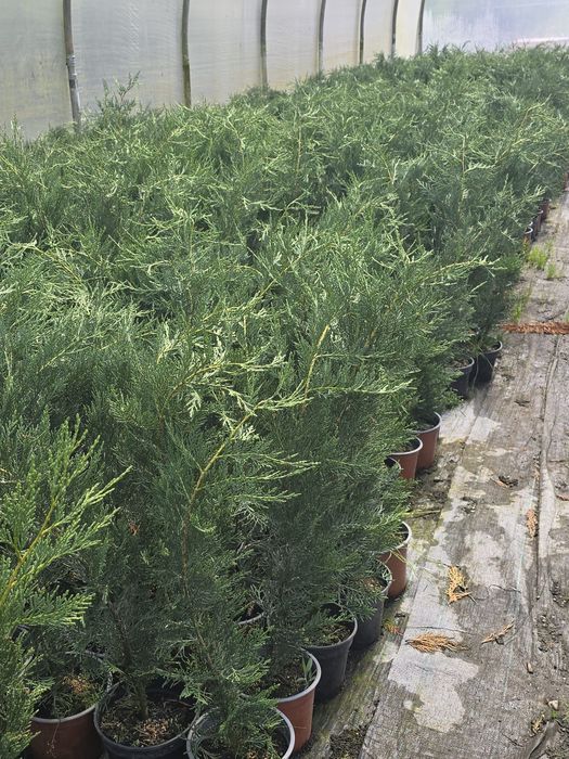 Urgent Leylandi 90–110 cm – ghiveci 2L | DIRECT DE LA PRODUCĂTOR