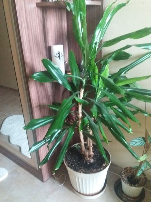 Палма Драцена и Бенджамин само лично предаване.