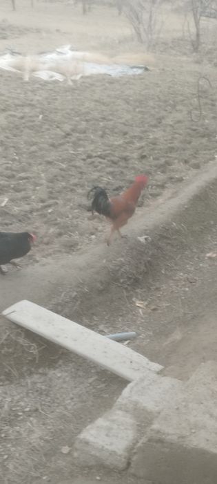 Ху́роз  брама зотли