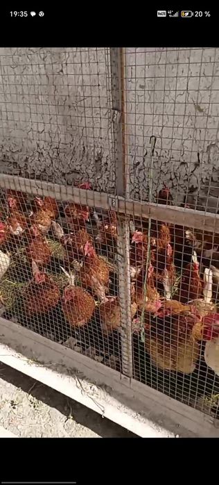 Assalomu Alekum tovuqlar sotiladi. 100 taga yaqin soni