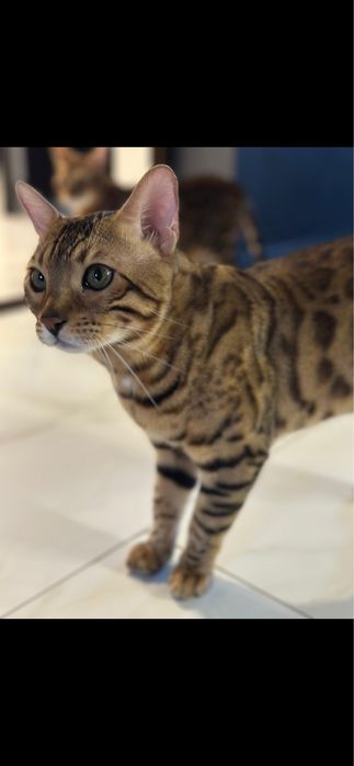 Pisica rasa bengal
