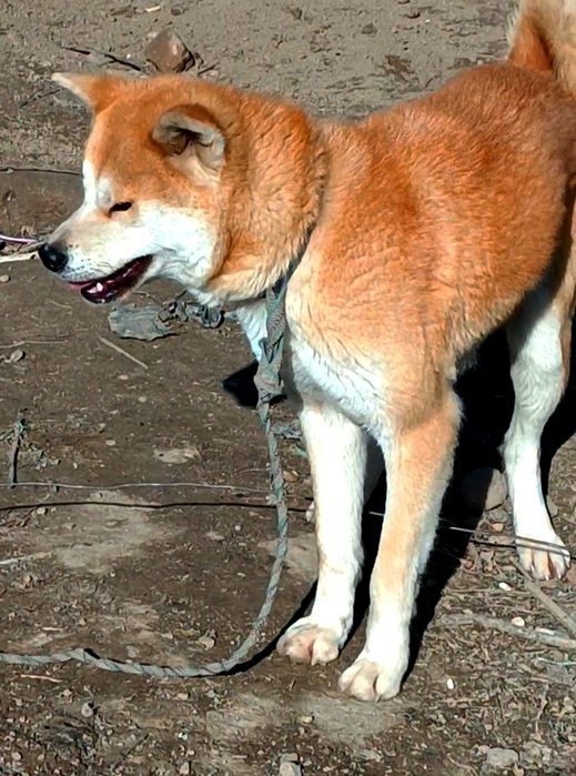 Продам собаку по произвищу Хатико.