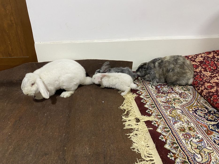 Quyon sotiladi er xotin 2 ta bolasi bn .