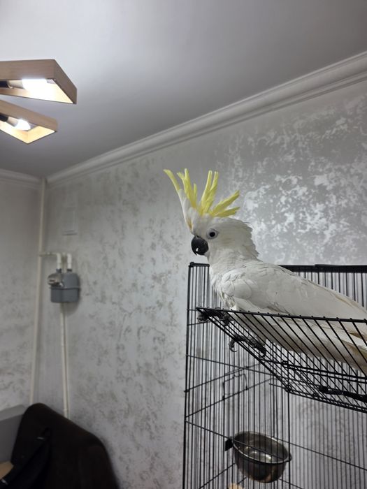 Папугай Какаду желтохохловый