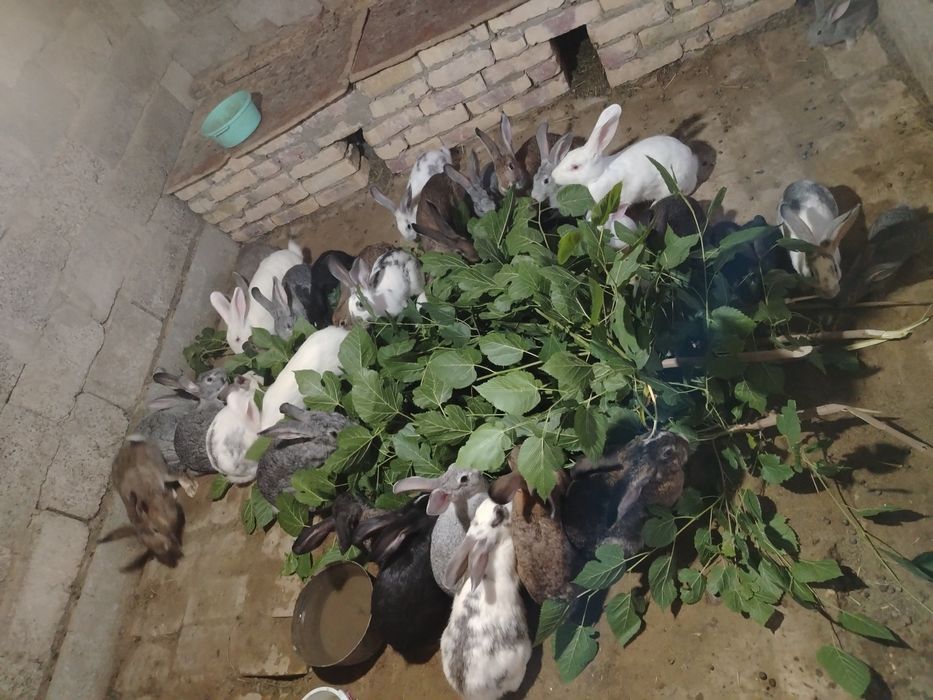Кролики продаются хорошая цена