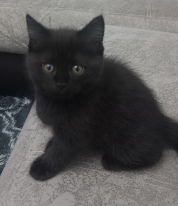 Котята шотландские