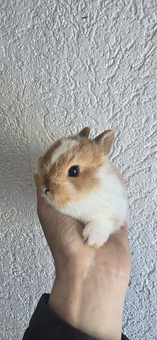 Iepuri pitici de companie